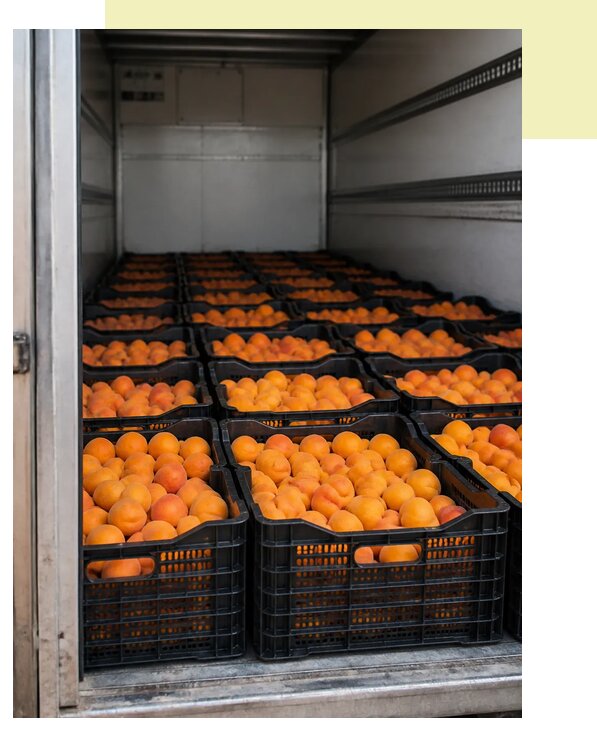 Автоперевозка абрикосов в Ростов по цене от 5491 р. | Агросервис-Рсв
